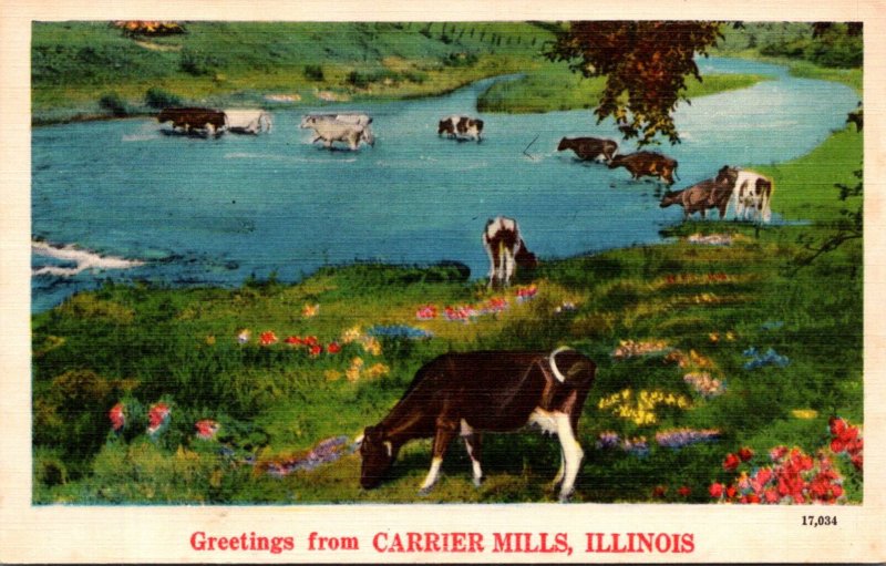 Illinois Greetings From Carrier Mills  With Cattle Scene