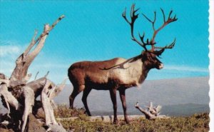 Canada Majestic Mountain Caribou British Columbia