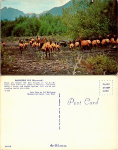 Roosevelt Elk (23735