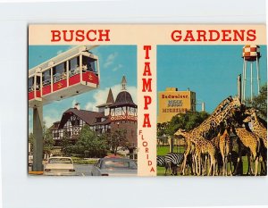 Postcard Busch Gardens Tampa Florida USA