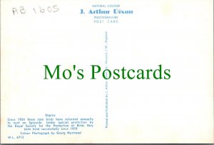 Animals Postcard - Birds - Osprey and Nest Ref.SW10226