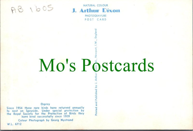 Animals Postcard - Birds - Osprey and Nest Ref.SW10226