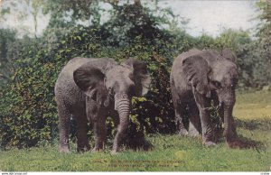 NEW YORK CITY, New York, 00-10s; Pair of East African Elephants, Zoological Park