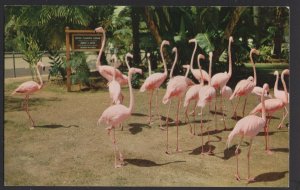 California SAN DIEGO ZOO Flamingos South America  Animal Color Series ~ Chrome