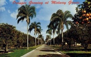 Oranges Growing at Midway Groves - Sarasota, Florida FL