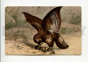 3160671 HUNT Buzzard w/ Snake Vintage KNEBEL Russia Colorful PC