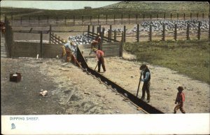 Tuck Raphotype Dipping Sheep Agriculture Livestock Farming c1910 Postcard