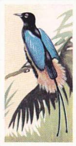 Sweetule Products Vintage Cigarette Card Tropical Birds 1954 No 20 Blue Bird ...
