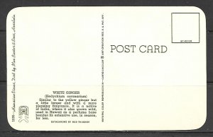 Hawaii - White Ginger - [HI-061]