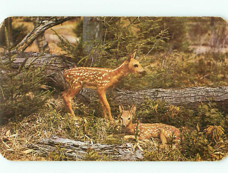 Pocono Mts PA Fawn Baby Bambi Dexter Beauty Scene Deer Buck Postcard # 5251