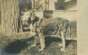 C-1910 Dog residential Home RPPC Photo Postcard 21-11740