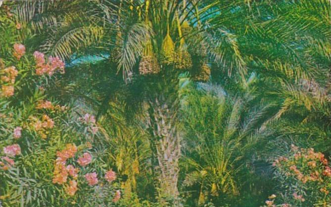 California Date Bearing Palm Trees and Oleanders 1972