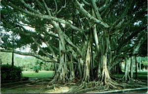 Banyan Tree Ringling Museum Sarasota Florida FL Postcard UNP VTG Koppel Unused 