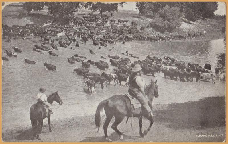 Fording the Milk, in Montana, Cowboys driving cattle across the Milk River 1912