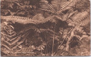 Trinidad And Tobago Giant Fern Vintage Postcard 05.42 