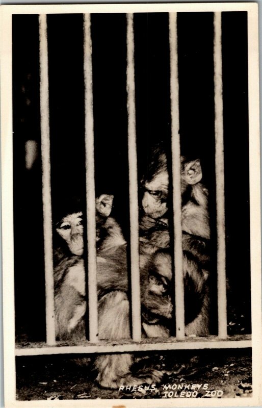 RPPC Rhesus Monkeys in Cage, Toledo Zoo OH Vintage Postcard K26