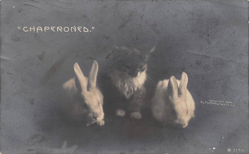 Kitten Cat With Rabbits Bunnies 1906 RPPC Real photo Postcard Chaperoned