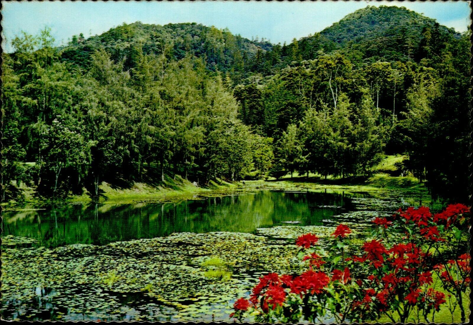 MIN0006 papua new guinea melanesia wau mcadam memorial park flowers