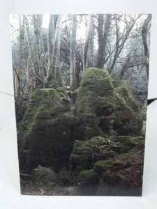 Puzzle Wood Perrygrove Road Coleford Glos Vintage postcard Roman Iron Mines