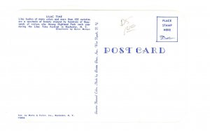 NY - Rochester. Highland Park, Lilacs