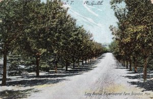 Long Avenue Experimental Farm Brandon Canada Old Postcard