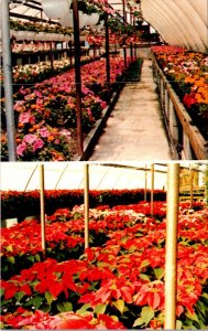 Massachusetts, Fall River - Arruda Greenhouses & Flower Shop - [MA-937]