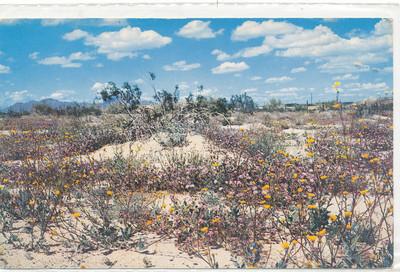 PC5155 Desert Verbenas and Desert Sun Flowers, Arizona Un...