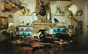 Jonas Brothers Taxidermy Studios Postcard Vintage Denver Colorado CO