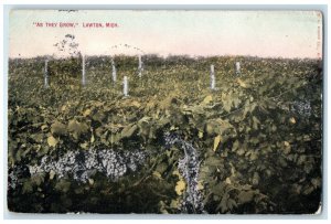 1909 As They Grow Lawton Michigan MI, Grapes Farm Chicago Illinois Postcard