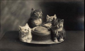 4 Cats Cute Kittens on Hat c1910 Real Photo Postcard