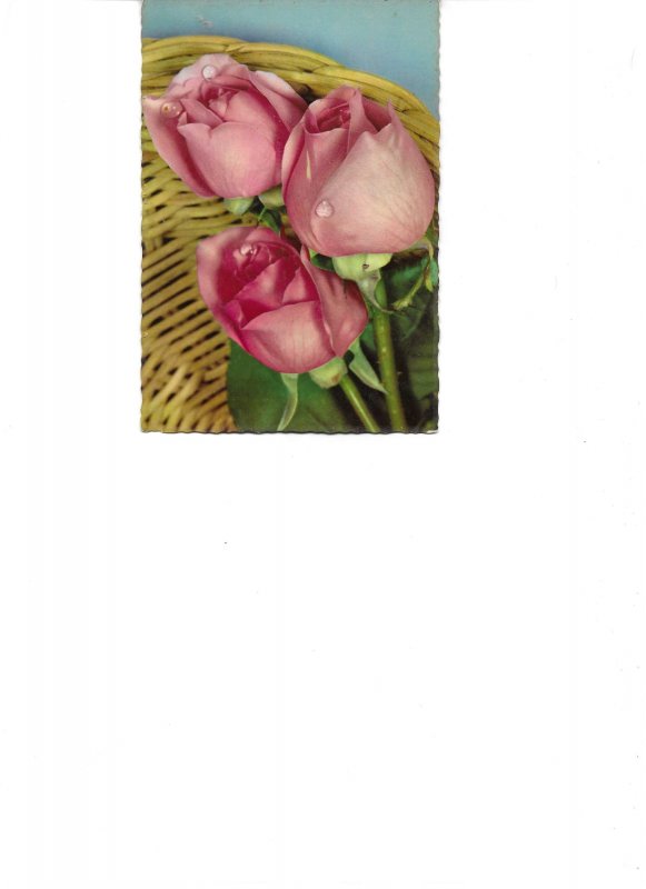 Beautiful roses Very nice lot of five (5) modern photo postcards 1970s