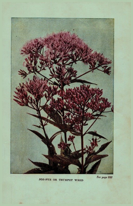 Vintage 1922 Print Joe-Pye Goldenrod 2 Side Flowers You Should Know 