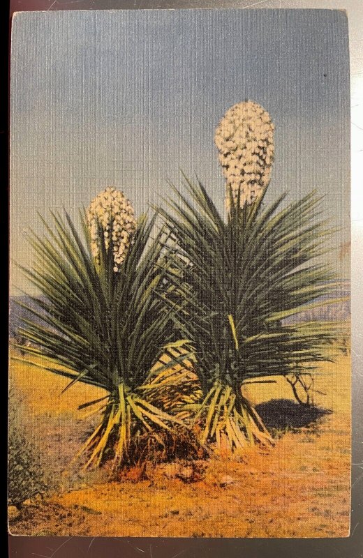 Vintage Postcard 1942 Spanish Daggers, Cactus, New Mexico (NM)