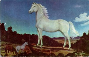 Horses White Stallion In The Moonlight