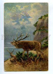 244463 DEER Mountain HUNT by MULLER Vintage Serie 1315 PC