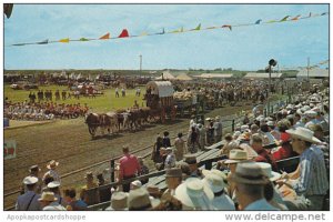 Canada Six Oxen Team Saskatoon Pion-Era Parade Saskatchewan