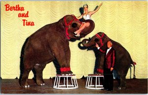 Bertha and Tina in the Circus Room Theater Nugget Sparks Elephant Postcard