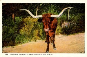 Texas Long Horn Steer Width Of Horns 9 Feet 6 Inches Curteich