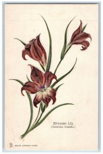 Flowers Postcard Africander Lily Gladiolus Grandis Cape Flora Tuck's Antique