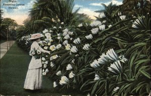 Hawaii HI Night Blooming Crocus c1910 Vintage Postcard