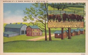 Buffaloes At J E Ranch Waverly New York