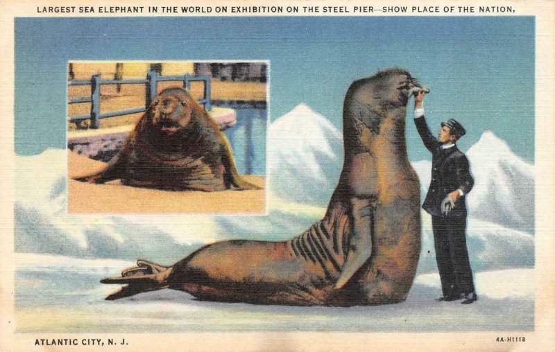 ATLANTIC CITY, New Jersey NJ   SEAL ELEPHANT~World's Largest STEEL PIER Postcard 