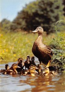 Mallards - Switzerland