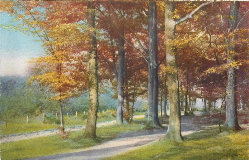 Photo chromie vintage postcard trees landscape