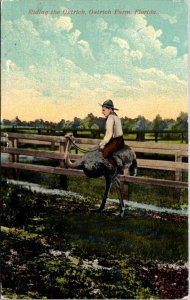 Florida Ostrich Farm Riding The Ostrich 1912