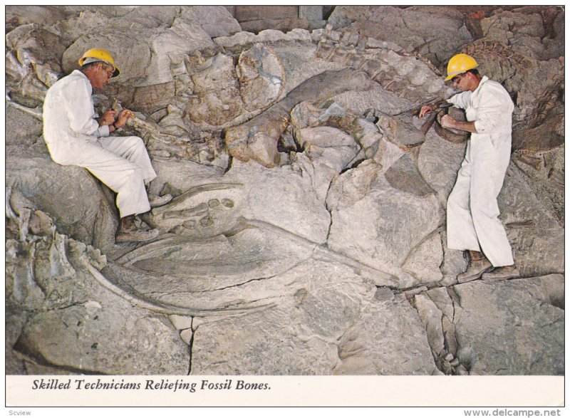 Skilled Technicians Reliefing Fossil Bones, Dinosaur National Monument, UTAH-...