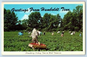 Humboldt Tennessee TN Postcard Greetings First Strawberries Brandenburg c1960's