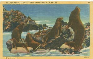 Seals on Rocks Near Cliff House, San Francisco CA Linen Unused