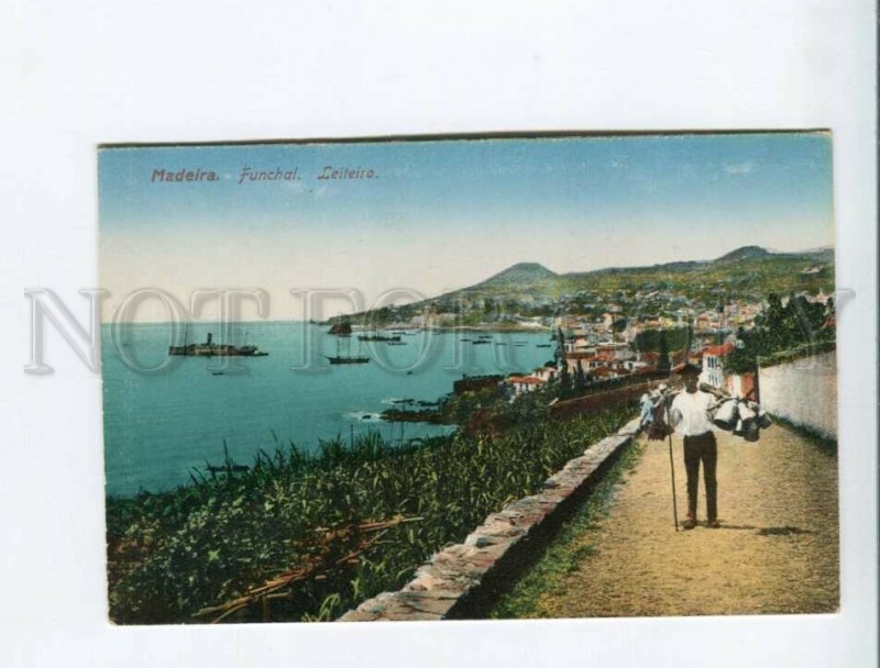 3173098 PORTUGAL MADEIRA FUNCHAL Leiteiro Vintage postcard