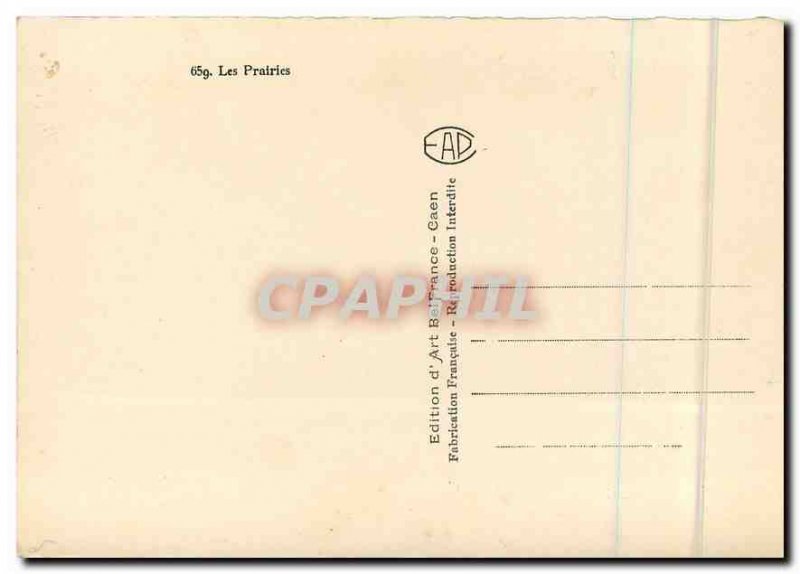 Modern Postcard The Prairie Cows